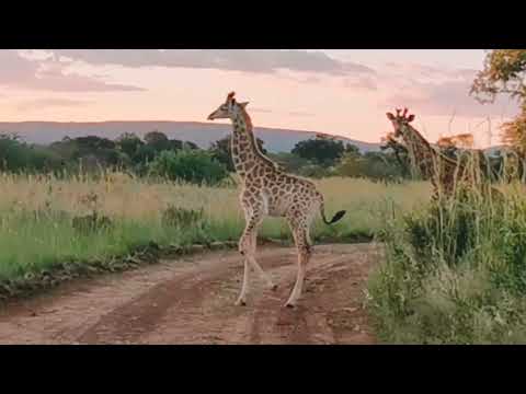 Nylsvley Nature Reserve