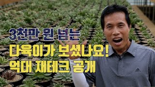 평범한 주부가 억대 재태크!!  3천만원이 넘는 다육이가 있다는데 ?