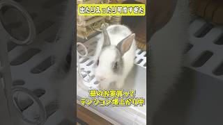 何度も出たり入ったりする子うさぎの行動が謎で可愛い🐰 #shorts