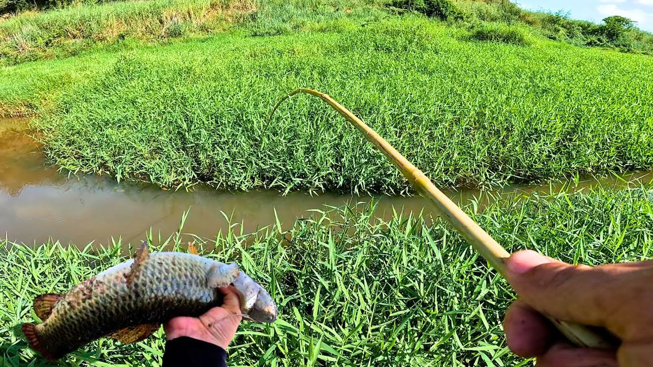 CAPTUREI AS ISCAS NO CÓRREGO E FUI ATRÁS DAS TRAIRAS! Pescaria Caipira
