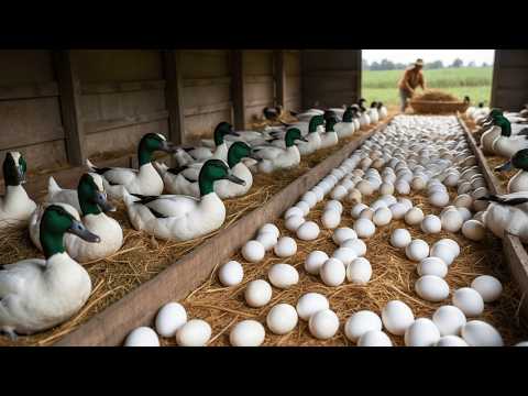 Mastering Duck Farming - How to Raise Meat and Laying Ducks Effectively.
