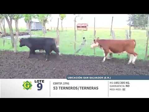 Lote 53 Terneros/as en San Salvador