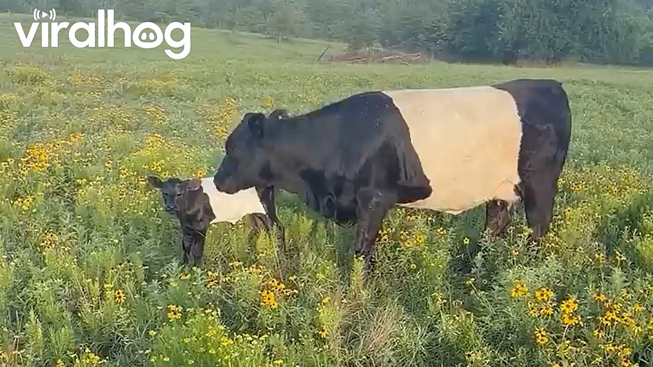 Oreo’s First Day With the Herd || ViralHog