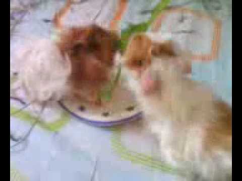 Their 1st Green Mustard