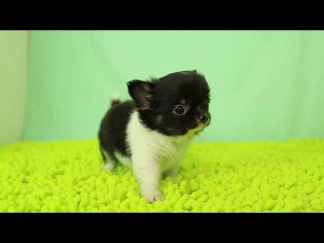 ブリーダー/ショップマロニエケンネル　MARRONNIER KENNELのチワワ・ロングコートで番号が2864です