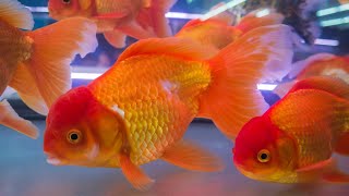 Beautiful Goldfish swimming | Best Fish Tank | Relaxing Video Water Sound