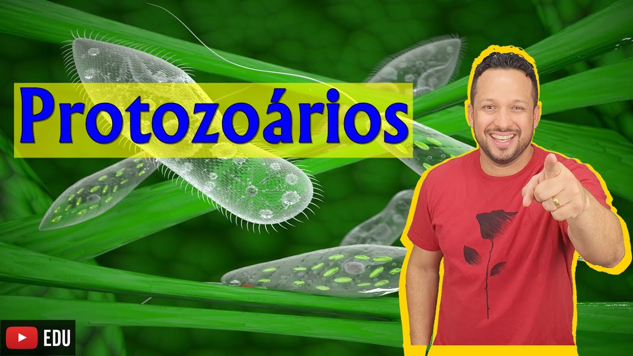 Protozoários - Reino Protoctista - Biologia com o Tubarão