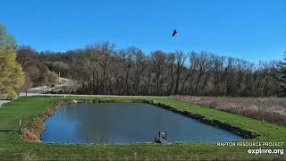 Decorah Eagles 4-19-24 HD fishes the pond, gets harrassed by a crow
