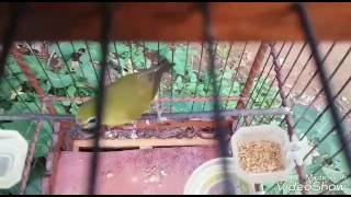 Download lagu SIMONTOLE satu team PARUNG - BOGOR mp3 Download lagu SIMONTOLE satu team PARUNG - BOGOR mp3