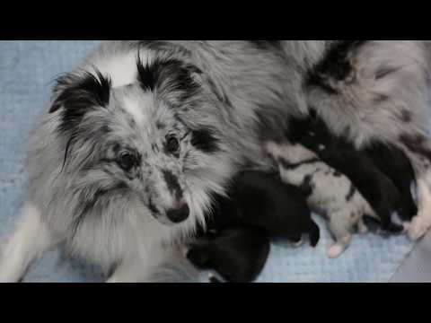 Aucanada A Litter ♡ Welcome! First week.