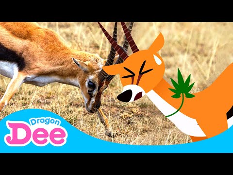 Help! Gazelle in Danger!🚨 | Gazelle Gotta Bounce!! 🐾| Animal Songs🎵 | Dragon Dee Songs for Children