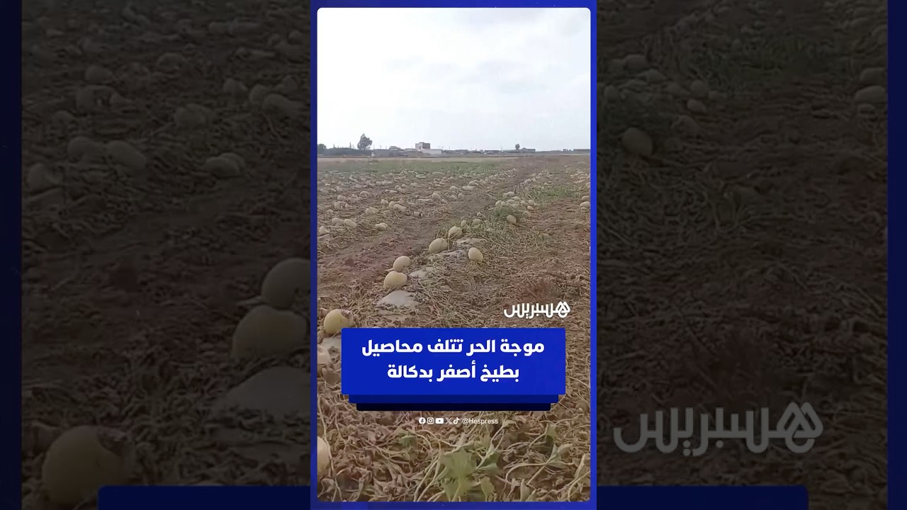 موجة الحر تتلف محاصيل بطيخ أصفر بدكالة thumbnail