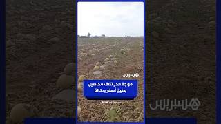 موجة الحر تتلف محاصيل بطيخ أصفر بدكالة thumbnail