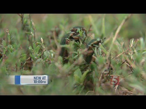 Swarms of June Bugs Emerge Across Mid-Tenn.