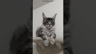 Cats meowing mix #cat #cats #mainecoon #kitten #youtubevideo #youtube #viral #meow  #foryou #fyp