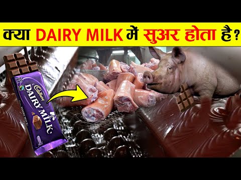 क्या DAIRY MILK में सुअर होता है? | How Is Cadbury Chocolate Made in Factory