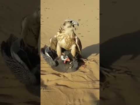 #Shaheen trap a bird.