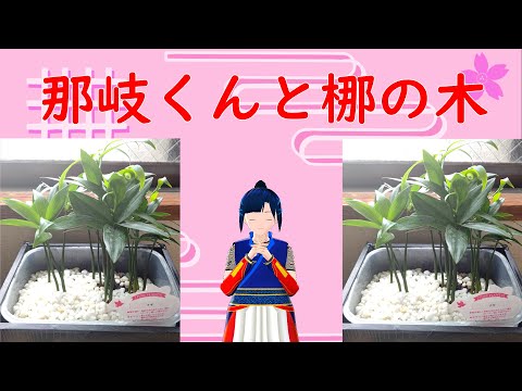 那岐君と梛(ナギ)不思議な出会い 同じ名前の二つが出会うのは運命!?しかも親方さんには信じられない繋がりが?!