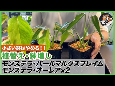 園芸 オーブリエート