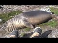 Elephant Seal Rolls Down Hill (GRAPHIC)
