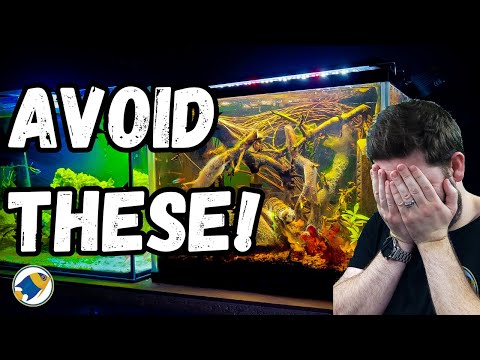 3 Blackwater Aquarium Mistakes You DON'T Want to Make