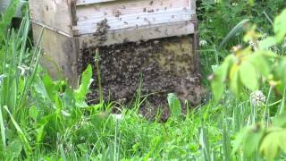 preview picture of video 'A Vortex of Honey Bees as they Swarm'