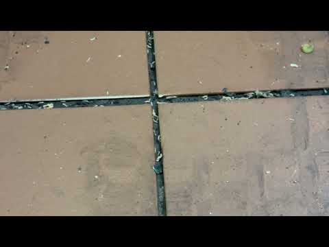 Maggots in the Tiles of Restaurant in Roosevelt, NJ