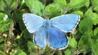 Slideshow: Adonis Blue and Large Blue Butterflies.