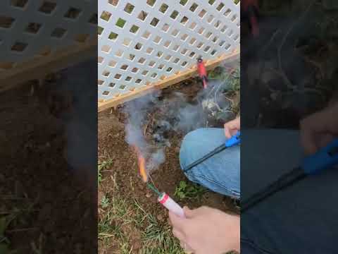 How to get rid of gopher rats