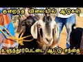 Aattu Santhai Goat Market Ulundurpet Market Uzhavan Tv
