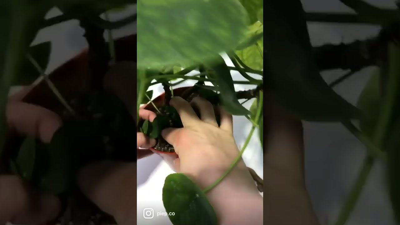 Pilea peperomioides propagation tutorial