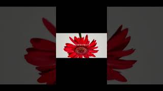 【#HONEY】【#ラルク】【#shorts】【#永久機関】 HONEY/L'Arc〜en〜Ciel guitarcovered by フクレモ.