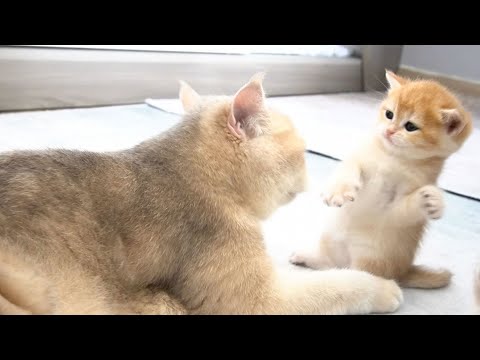 The adorable kitten displays a mischievous, making for an entertaining and cute animal video.