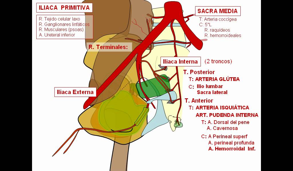 Irrigació de pelvis 2
