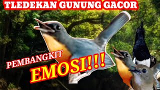 Download lagu Masteran Tledekan Gunung Gacor Full Isian Mewah - Pemancing Ampuh Kacer & Tledekan Agar Gacor mp3 Download lagu Masteran Tledekan Gunung Gacor Full Isian Mewah - Pemancing Ampuh Kacer & Tledekan Agar Gacor mp3