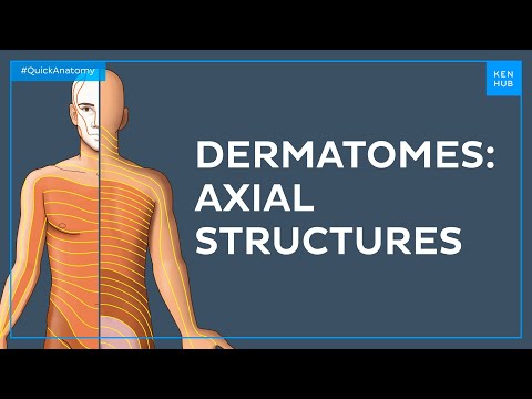 Anatomie & Behandlungswissen Videos – Interaktives Nachschlagewerk für Physio, Massage, Therapie 51 Dermatomes of the axial structures - Quick Anatomy
