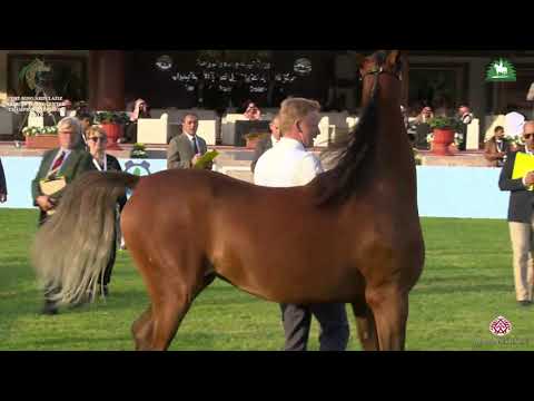 N 81 BANDAHLEEZA ZB   KAAHC 2019   Fillies 2 Years Old Class 2A