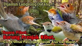 Download lagu SUARA PIKAT BURUNG PRENJAK RIBUT, AMPUH MEMANGGIL PRENJAK ATAS DAN BAWAH.. mp3