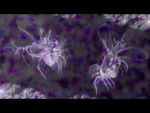 Curse of the Immortal Shaman