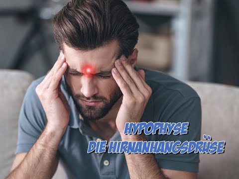 Hypophyse die Hirnanhangdrüse - das Endokrine System