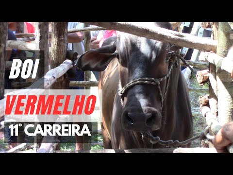 11ª Carreira do Boi Vermelho, Canto da Palmeira / Cabeceira - PI#boinamoita