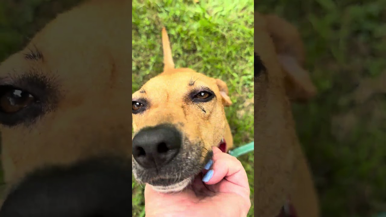Peaches, a ADOPTABLE mixed breed in Watertown, CT video 5/6