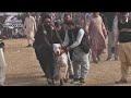Pak Gujjar Group Vs Pk Insaf Group Pakistanibully Bully