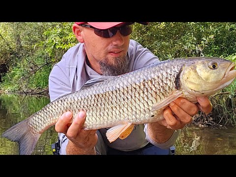 🎣 CLENII încep să se ÎNGRAȘE! O PARTIDĂ SUPERBĂ de PESCUIT pe RÂU la începutul toamnei 🍁