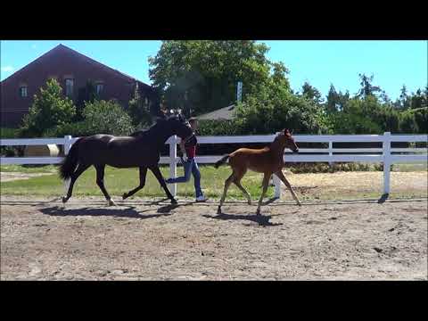 HF *2018 v. Benicio - Rubinstern Noir - Paradiesvogel