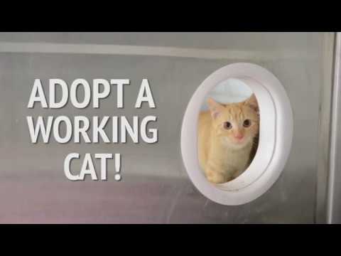 Adopt a Working Cat!