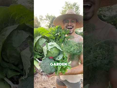 Garden harvest time! 🥦✨