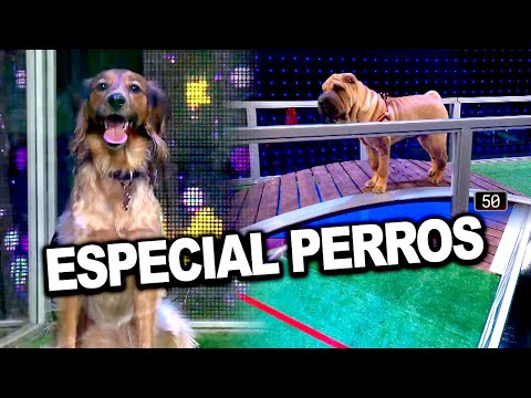 Bienvenidos a bordo - Programa 14/01/21 - Especial Perros