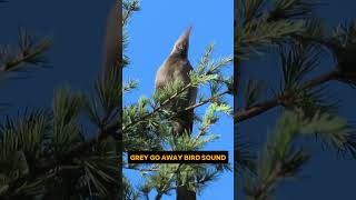 Download lagu Suara burung abu-abu pergi #shorts mp3 Download lagu Suara burung abu-abu pergi #shorts mp3