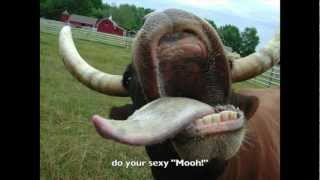 CowGaroo with &quot;I&#39;m A Cow&quot; - Slide Show